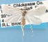  (Leptosteges vestaliella - MEM38451)  @13 [ ] Copyright (2007) Unspecified Canadian National Collection