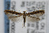  (Caloptilia aceriella - CNCLEP00038529)  @13 [ ] CreativeCommons - Attribution Non-Commercial Share-Alike (2007) Unspecified Canadian National Collection