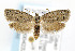  (Homadaula anisocentra - CNCLEP00042320)  @14 [ ] CreativeCommons - Attribution Non-Commercial Share-Alike (2007) Unspecified Canadian National Collection