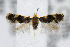  (Ectoedemia trinotata - CNCLEP00042451)  @14 [ ] CreativeCommons - Attribution Non-Commercial Share-Alike (2007) Unspecified Canadian National Collection