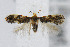  (Ectoedemia trinotata - CNCLEP00042452)  @14 [ ] CreativeCommons - Attribution Non-Commercial Share-Alike (2007) Unspecified Canadian National Collection