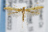  (Caloptilia violacella - CNCLEP00042522)  @14 [ ] CreativeCommons - Attribution Non-Commercial Share-Alike (2007) Unspecified Canadian National Collection