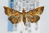  (Pyrausta rubricalis - CNCLEP00042612)  @15 [ ] CreativeCommons - Attribution Non-Commercial Share-Alike (2007) Unspecified Canadian National Collection