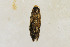  ( - CNCLEP00056388)  @13 [ ] CreativeCommons - Attribution Non-Commercial Share-Alike (2007) Unspecified Canadian National Collection