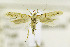  ( - CNCLEP00138364)  @11 [ ] CreativeCommons - Attribution Non-Commercial Share-Alike (2016) Jean-Francois Landry Canadian National Collection of Insects, Arachnids and Nematodes