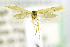  ( - CNCLEP00138410)  @12 [ ] CreativeCommons - Attribution Non-Commercial Share-Alike (2016) Jean-Francois Landry Canadian National Collection of Insects, Arachnids and Nematodes