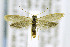  ( - CNCLEP00146382)  @12 [ ] CreativeCommons - Attribution Non-Commercial Share-Alike (2016) Jean-Francois Landry Canadian National Collection of Insects, Arachnids and Nematodes