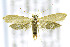  ( - CNCLEP00146383)  @13 [ ] CreativeCommons - Attribution Non-Commercial Share-Alike (2016) Jean-Francois Landry Canadian National Collection of Insects, Arachnids and Nematodes