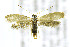  ( - CNCLEP00146384)  @13 [ ] CreativeCommons - Attribution Non-Commercial Share-Alike (2016) Jean-Francois Landry Canadian National Collection of Insects, Arachnids and Nematodes