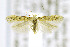  (Tuta insularis - CNCLEP00146520)  @14 [ ] CreativeCommons - Attribution Non-Commercial Share-Alike (2016) Jean-Francois Landry Canadian National Collection of Insects, Arachnids and Nematodes