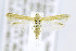  ( - CNCLEP00146743)  @14 [ ] CreativeCommons - Attribution Non-Commercial Share-Alike (2016) Jean-Francois Landry Canadian National Collection of Insects, Arachnids and Nematodes