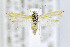  ( - CNCLEP00146747)  @14 [ ] CreativeCommons - Attribution Non-Commercial Share-Alike (2016) Jean-Francois Landry Canadian National Collection of Insects, Arachnids and Nematodes