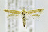  ( - CNCLEP00146751)  @14 [ ] CreativeCommons - Attribution Non-Commercial Share-Alike (2016) Jean-Francois Landry Canadian National Collection of Insects, Arachnids and Nematodes