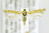  ( - CNCLEP00146753)  @14 [ ] CreativeCommons - Attribution Non-Commercial Share-Alike (2016) Jean-Francois Landry Canadian National Collection of Insects, Arachnids and Nematodes