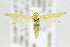  ( - CNCLEP00146755)  @14 [ ] CreativeCommons - Attribution Non-Commercial Share-Alike (2016) Jean-Francois Landry Canadian National Collection of Insects, Arachnids and Nematodes