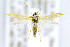  ( - CNCLEP00146760)  @14 [ ] CreativeCommons - Attribution Non-Commercial Share-Alike (2016) Jean-Francois Landry Canadian National Collection of Insects, Arachnids and Nematodes