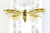 ( - CNCLEP00146783)  @11 [ ] CreativeCommons - Attribution Non-Commercial Share-Alike (2016) Jean-Francois Landry Canadian National Collection of Insects, Arachnids and Nematodes