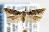  ( - CNCLEP00006322)  @14 [ ] CreativeCommons - Attribution Non-Commercial Share-Alike (2007) Unspecified Canadian National Collection