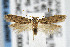  (Pseudotelphusa sp1 - CNCLEP00007645)  @15 [ ] CreativeCommons - Attribution Non-Commercial Share-Alike (2007) Unspecified Canadian National Collection