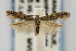  (Scrobipalpula sacculicola - CNCLEP00067530)  @14 [ ] CreativeCommons - Attribution Non-Commercial Share-Alike (2007) Unspecified Canadian National Collection