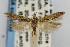  (Scrobipalpula new sp. 1 - CNCLEP00067633)  @13 [ ] CreativeCommons - Attribution Non-Commercial Share-Alike (2007) Unspecified Canadian National Collection