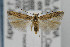  (Scrobipalpula gutierreziae - CNCLEP00067693)  @13 [ ] CreativeCommons - Attribution Non-Commercial Share-Alike (2007) Unspecified Canadian National Collection