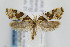  (Eidophasia - CNCLEP00067713)  @14 [ ] CreativeCommons - Attribution Non-Commercial Share-Alike (2007) Unspecified Canadian National Collection