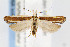  (Dichomeris marginella - CNCLEP00067755)  @15 [ ] CreativeCommons - Attribution Non-Commercial Share-Alike (2007) Unspecified Canadian National Collection