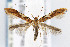  (Caloptilia sp - CNCLEP00067780)  @14 [ ] CreativeCommons - Attribution Non-Commercial Share-Alike (2007) Unspecified Canadian National Collection