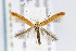  (Caloptilia acerifoliella - CNCLEP00067781)  @15 [ ] CreativeCommons - Attribution Non-Commercial Share-Alike (2007) Unspecified Canadian National Collection