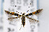  (Cosmopterix molybdina - CNCLEP00067785)  @14 [ ] CreativeCommons - Attribution Non-Commercial Share-Alike (2007) Unspecified Canadian National Collection