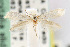  (Elachista anagna - CNCLEP00068442)  @11 [ ] CreativeCommons - Attribution Non-Commercial Share-Alike (2007) Unspecified Canadian National Collection