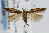  (Scrobipalpula radiatella - CNCLEP00068476)  @14 [ ] CreativeCommons - Attribution Non-Commercial Share-Alike (2007) Unspecified Canadian National Collection