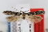  ( - MZH-LEP00000005)  @14 [ ] Copyright (2007) Unspecified Canadian National Collection