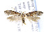  ( - BIRD11896)  @13 [ ] Copyright (2007) Unspecified Canadian National Collection