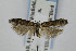 ( - BIRD24843)  @13 [ ] Copyright (2007) Unspecified Canadian National Collection
