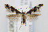  (Mompha conturbatella - CNCLEP00067820)  @14 [ ] CreativeCommons - Attribution Non-Commercial Share-Alike (2007) Unspecified Canadian National Collection