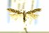  (Scrobipalpula potentella - MEM19518)  @11 [ ] Copyright (2014) Jean-Francois Landry Canadian National Collection