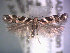  ( - POHL-10-00074)  @13 [ ] Copyright (2007) Unspecified Canadian National Collection