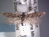  ( - POHL-10-00086)  @13 [ ] Copyright (2007) Unspecified Canadian National Collection