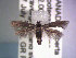  ( - POHL-10-00125)  @13 [ ] Copyright (2007) Unspecified Canadian National Collection