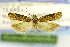  (Symmetrischema kendallorum - USNMENT00657839)  @12 [ ] Copyright (2013) Jean-Francois Landry Canadian National Collection