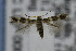  (Elachista herbigrada - CNCLEP00007342)  @13 [ ] CreativeCommons - Attribution Non-Commercial Share-Alike (2007) Unspecified Canadian National Collection