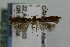  (Aristotelia nr. fungivorella - CNCLEP00019400)  @12 [ ] CreativeCommons - Attribution Non-Commercial Share-Alike (2007) Unspecified Canadian National Collection
