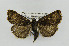  (Loxostege thallophilalis - CNCLEP00078037)  @12 [ ] CreativeCommons - Attribution Non-Commercial Share-Alike (2007) Unspecified Canadian National Collection