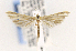  ( - CNCLEP00132367)  @13 [ ] CreativeCommons - Attribution Non-Commercial Share-Alike (2016) Jean-Francois Landry Canadian National Collection