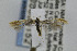  ( - USNMENT00656152)  @12 [ ] Copyright (2007) Unspecified Canadian National Collection