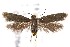  (Scythris cuspidella - CNCLEP00013764)  @13 [ ] CreativeCommons - Attribution Non-Commercial Share-Alike (2016) Jean-Francois Landry Canadian National Collection
