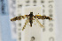  (Homosetia tricingulatella - USNMENT00656550)  @13 [ ] Copyright (2011) Jean-Francois Landry Canadian National Collection