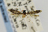  ( - USNMENT00656553)  @11 [ ] Copyright (2011) Jean-Francois Landry Canadian National Collection